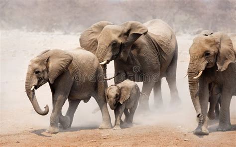 elephant herd stock image image