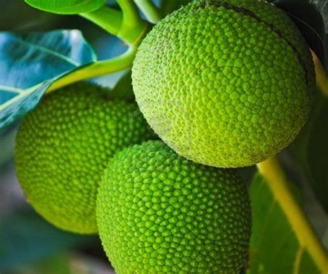 charity donates  breadfruit trees  combat caribbean hunger repeating islands