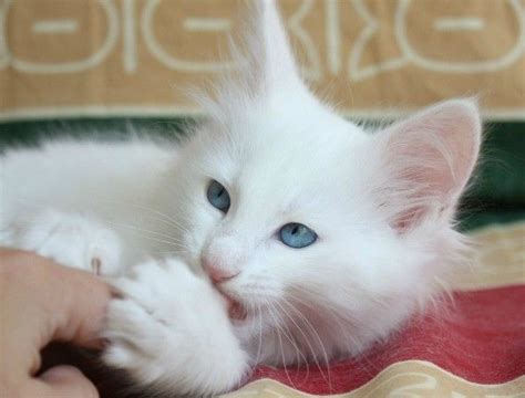 turkish angora turkish angora cat angora cats cats and