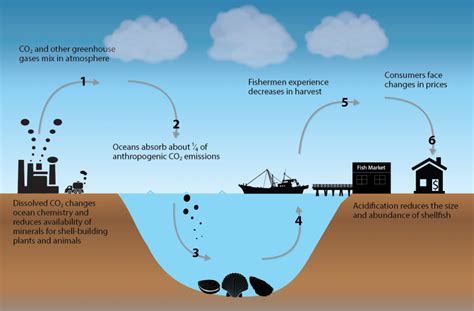 effects  ocean  coastal acidification  ecosystems ocean  coastal acidification  epa