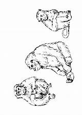 Apen Kleurplaten Dieren Mewarnai Affen Singes Monkeys Malvorlage Monyet Animasi Animierte Coloriages Ausmalbilder Bergerak Scimmia Animaatjes Scimmie Malvorlagen Kleurplaatjes 1907 sketch template