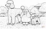 Coloring Poodles Toy Miniature Standard Color Pages Supercoloring sketch template