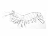 Mantis Shrimp Krill Creatures Gillianjudson Edublogs sketch template