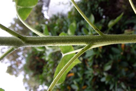 pin  rachel gustafson riley  foliage  flora project plants