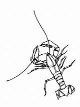 Crawfish Crustacean Gambero Rak Rysunek Kolorowanka Designlooter Obraz Freshwater Kolorowanki sketch template