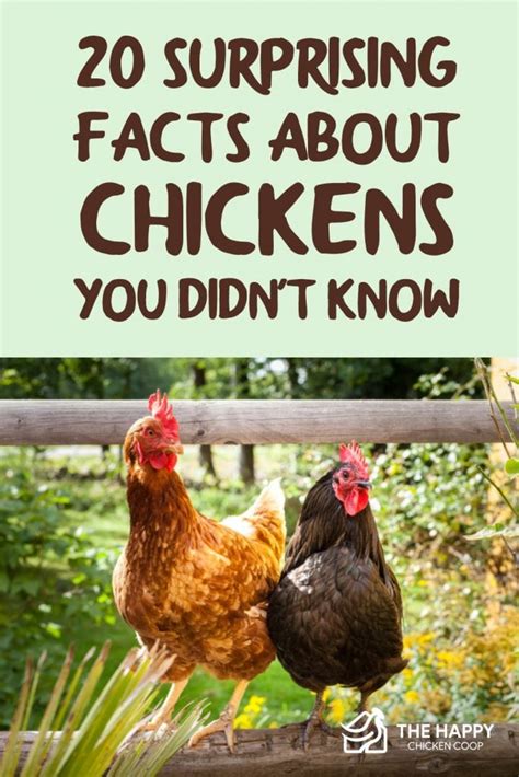 20 Surprising Facts About Chickens You Didn’t Know 2022