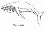 Coloring Balena Colorat Desene Planse Baleine Animalstown Balene Animale Salbatice Imagini Designlooter Coloriages Mamifere sketch template