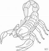 Coloring Scorpio Scorpions Coloringbay sketch template