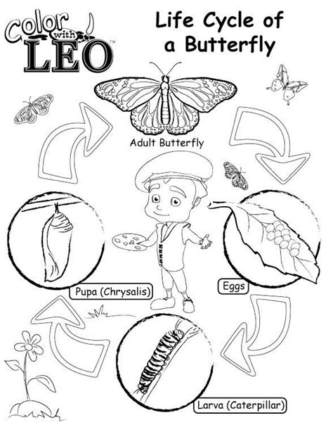 life cycle  butterfly coloring pages butterfly coloring page