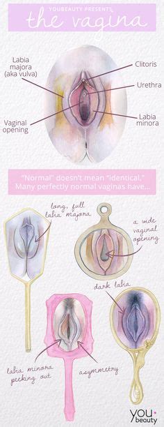 1000 Images About Reproductive On Pinterest Precocious
