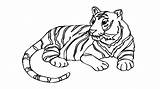 Tiger Drawing Draw Coloring Bengal Easy Pages Face Getdrawings Template sketch template
