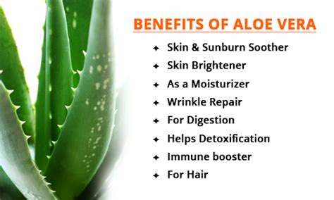 Know About The Endless Benefits Of Aloe Vera