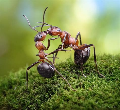 macro photography amazing ants world