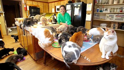 1 100 cats 1 home and 1 ‘crazy cat lady [video]