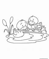 Duck Coloring Pages Baby Printable Clipart Kids Pond Ducks Childrens Cute Colouring Outline Print Quotes Animal Water Children Ministry Book sketch template