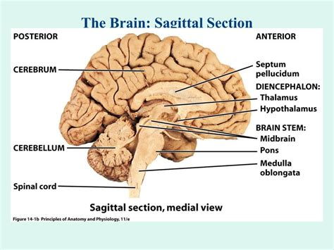 brain sagittal cartoon powerpoint