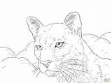 Coloring Puma Cougar Pages Printable Florida Lion Panther Mountain Portrait Color State Animal Drawing Print Getdrawings Panthers Template Online Getcolorings sketch template