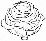 Cabbage Sketch Drawing Illustration Stock Getdrawings Monochrome Beautiful Vector sketch template