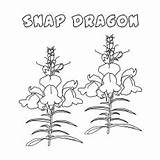 Coloring Pages Flowers Color Snap Dragon Printable Iris Toddler Lotus sketch template
