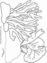 Coral Coloring Pages Colouring Kids Ocean sketch template