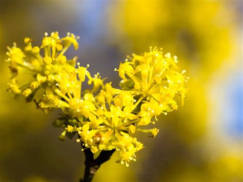 Yellow Flowers For Your Garden Saga