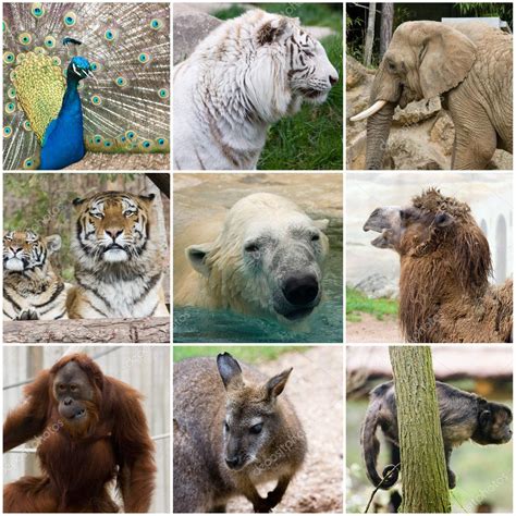 wild animals collage stock photo  sabinoparente
