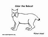 Bobcat Coloring Pages Printing Bobcats Animals Desert Print Sponsors Wonderful Support Please sketch template