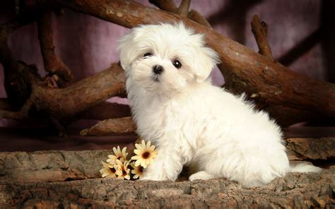 cute  maltese dog wallpaper   desktop wallpapers