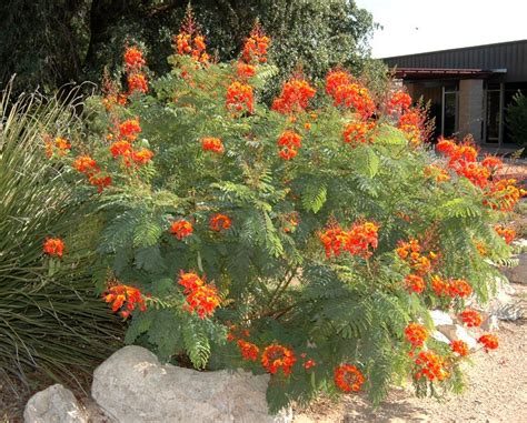8 Red Mexican Bird Of Paradise Caesalpinia Seeds