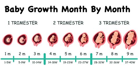 pregnancy month  month baby development