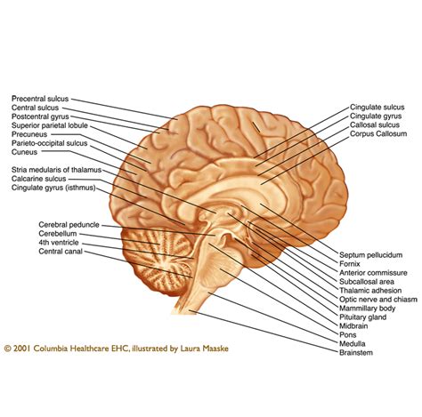 sagittal brain anatomy