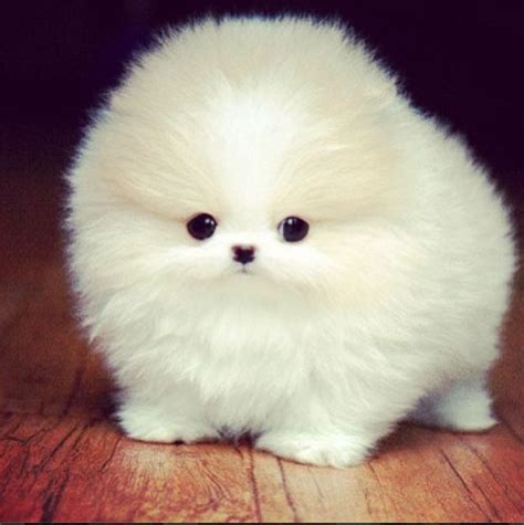 fluffiness baby animals cute animals cute teacup puppies
