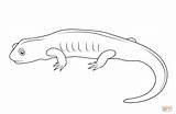 Salamander Salamandre sketch template