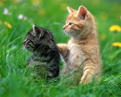 cute kittens pictures  wondrous pics