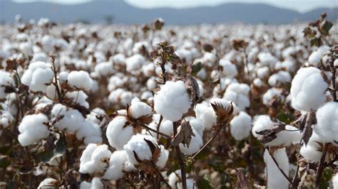 nigeria reports biotech cotton varieties allowing farmers access  biotech cotton seeds