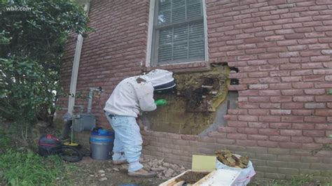 Holy Honeycomb Beekeepers Remove Massive Honeycomb From Behind Brick