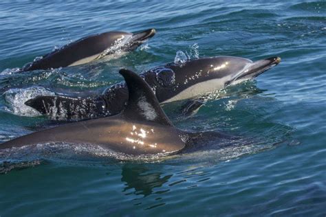 places to spot dolphins in india times of india travel
