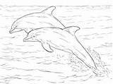 Dolphins Bottlenose Coloring Colorear Delfines Nariz Dolphin Alantic Supercoloring Botella Atlantic sketch template