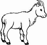 Goat Coloring Pages Color Wildlife Clipart Luna Getdrawings sketch template