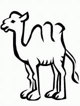 Camel Coloring Pages Color Camels Clipart Print Kids Cliparts Animals 1693 Printable Animated Kameel Caravan Library Fun Popular Sheets Clip sketch template