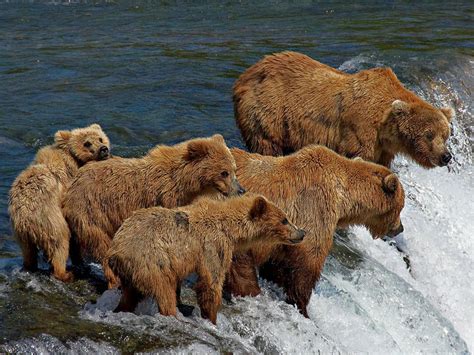 bears eating fish