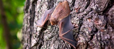 bat houses northland nature nest