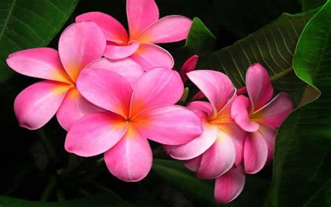 pink plumeria image abyss