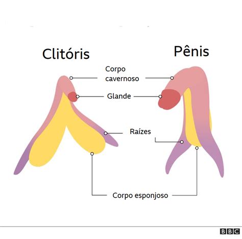 Como Realmente é O Clitóris E Suas Semelhanças Com O Pênis Bbc News