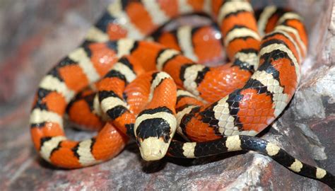 identify red black striped snakes sciencing