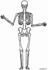 Skeleton Skelett Kostenlos Cool2bkids Ausdrucken sketch template