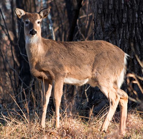 mule deer mule deer  inglewood bird sanctuary heidi schuyt flickr