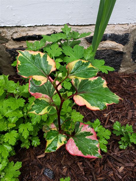 detest ivy   variegated pink ivy  stay ivy plants plants variegated