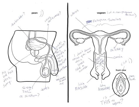 Male And Female Reproductive Systems Harder To Label For Some Than Others