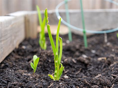 grow garlic growing caring  harvesting guide